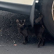 Carmela joined the competition — help win amazing prizes! kitten, cat, black_cat, animal, pet, feline, young_animal, standing, outdoor, under_car, car, tire, parking_area, asphalt, concrete, shadow, dark_fur, bright_eyes, ears, portrait