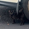 kitten, cat, black_cat, animal, pet, feline, young_animal, standing, outdoor, under_car, car, tire, parking_area, asphalt, concrete, shadow, dark_fur, bright_eyes, ears, portrait