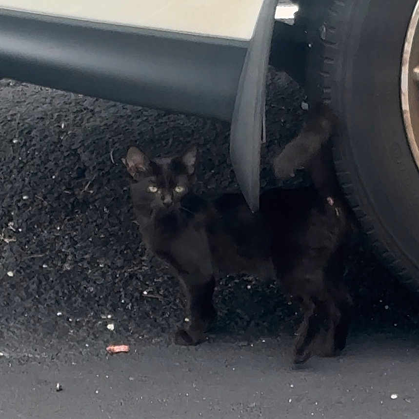 Carmela joined the competition — help win amazing prizes! kitten, cat, black_cat, animal, pet, feline, young_animal, standing, outdoor, under_car, car, tire, parking_area, asphalt, concrete, shadow, dark_fur, bright_eyes, ears, portrait