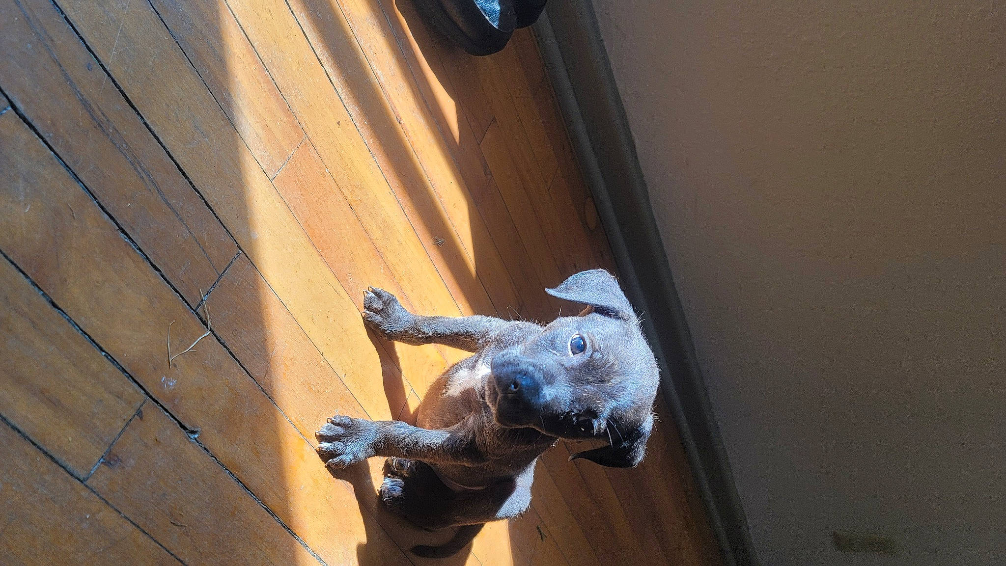 Mufasa joined the competition — help win amazing prizes! art, balance, bronze_sculpture, ceiling, dog, door, fawn, flooring, hardwood, metal, sculpture, snout, sporting_group, statue, tail, tints_and_shades, visual_arts, window, wood, working_animal