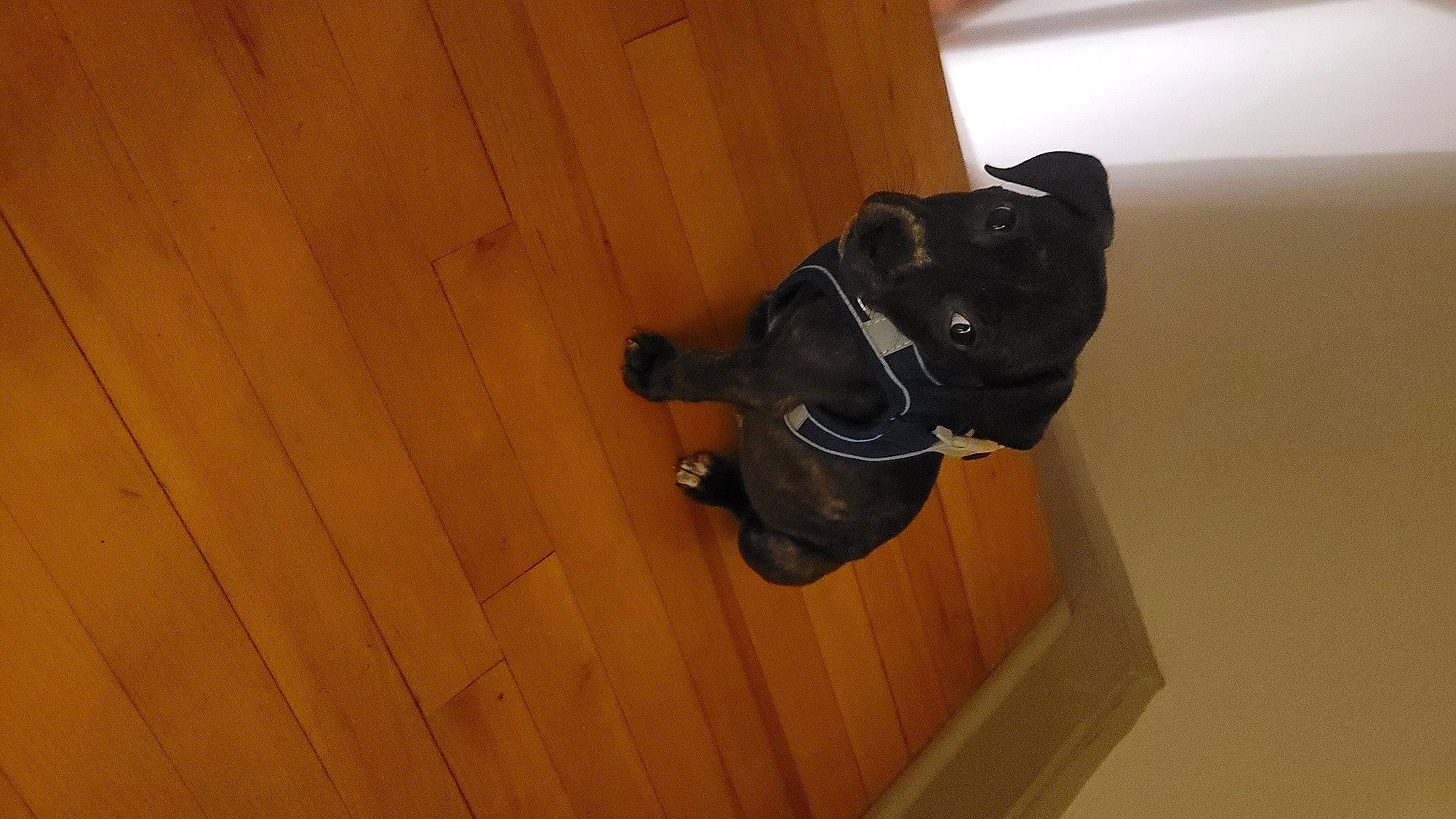 Mufasa joined the competition — help win amazing prizes! brown, canidae, carnivore, companion_dog, dog, dog_breed, electric_blue, fawn, flooring, hardwood, personal_protective_equipment, plywood, snout, sporting_group, tail, toy, varnish, wood, wood_stain, working_animal