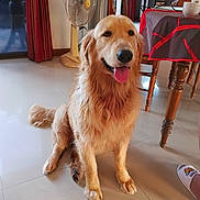 Viking participe au concours pour gagner de l'argent avec cette photo : golden_retriever, dog, indoor, floor, fan, chair, table, tablecloth, television, person_on_tv, slipper, smiling_dog, pet, animal, home, curtains, wooden_furniture, tongue_out, happy, floor_tiles