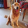 golden_retriever, dog, indoor, floor, fan, chair, table, tablecloth, television, person_on_tv, slipper, smiling_dog, pet, animal, home, curtains, wooden_furniture, tongue_out, happy, floor_tiles