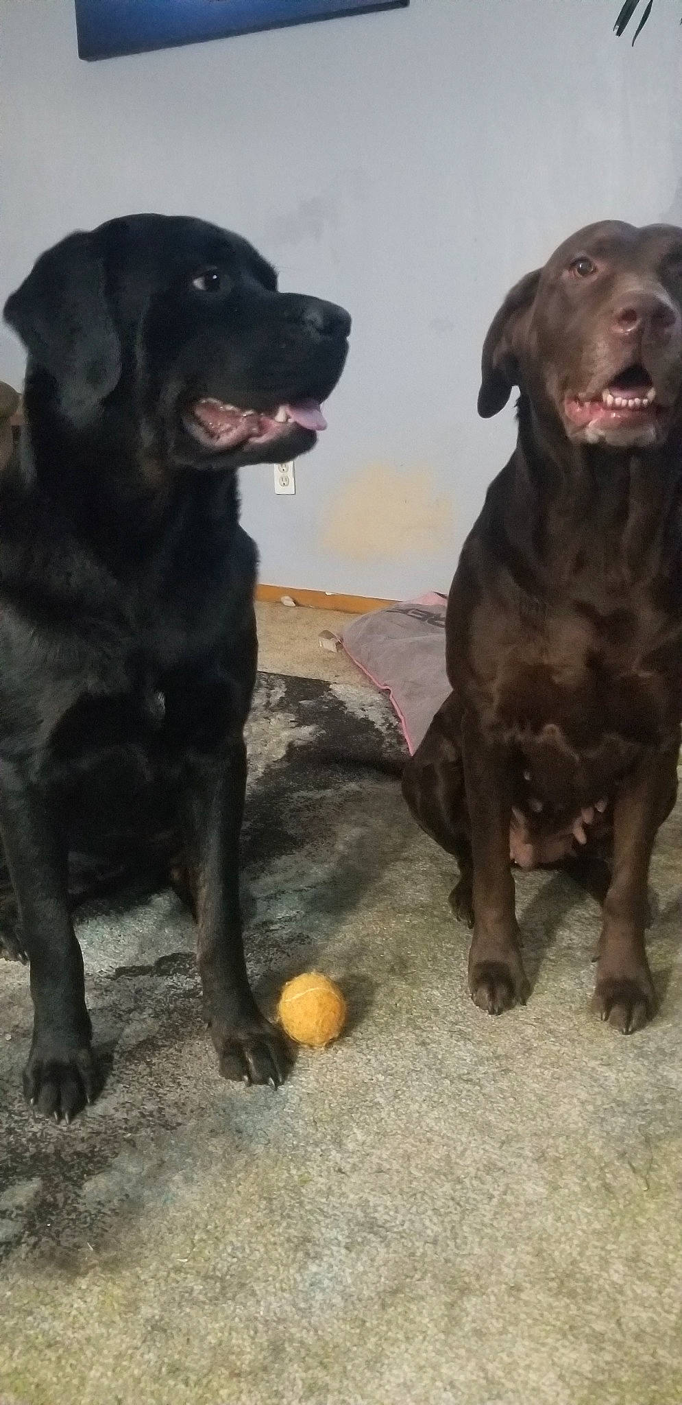 Roxy is registered to the contest to win money with this photo: beagador, borador, canidae, carnivore, dog, dog_breed, hunting_dog, labrador_retriever, mammal, retriever, sporting_group, vertebrate