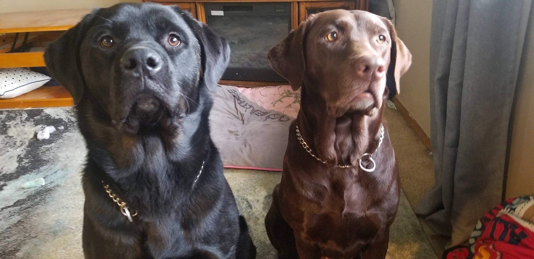 Roxy is registered to the contest to win money with this photo: ancient_dog_breeds, bandog, canidae, carnivore, chesapeake_bay_retriever, companion_dog, dog, dog_breed, hunting_dog, labrador_retriever, liver, mammal, pointing_breed, retriever, snout, sporting_group, vertebrate