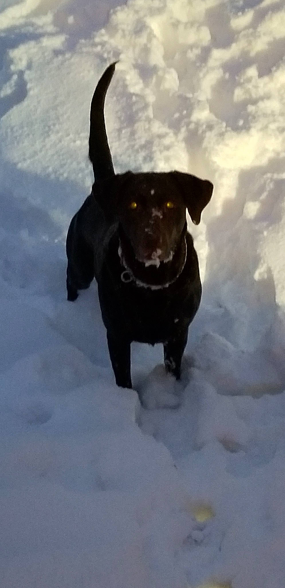 Roxy is registered to the contest to win money with this photo: canidae, carnivore, collar, dog, dog_breed, dog_collar, guard_dog, labrador_retriever, mammal, snout, snow, sporting_group