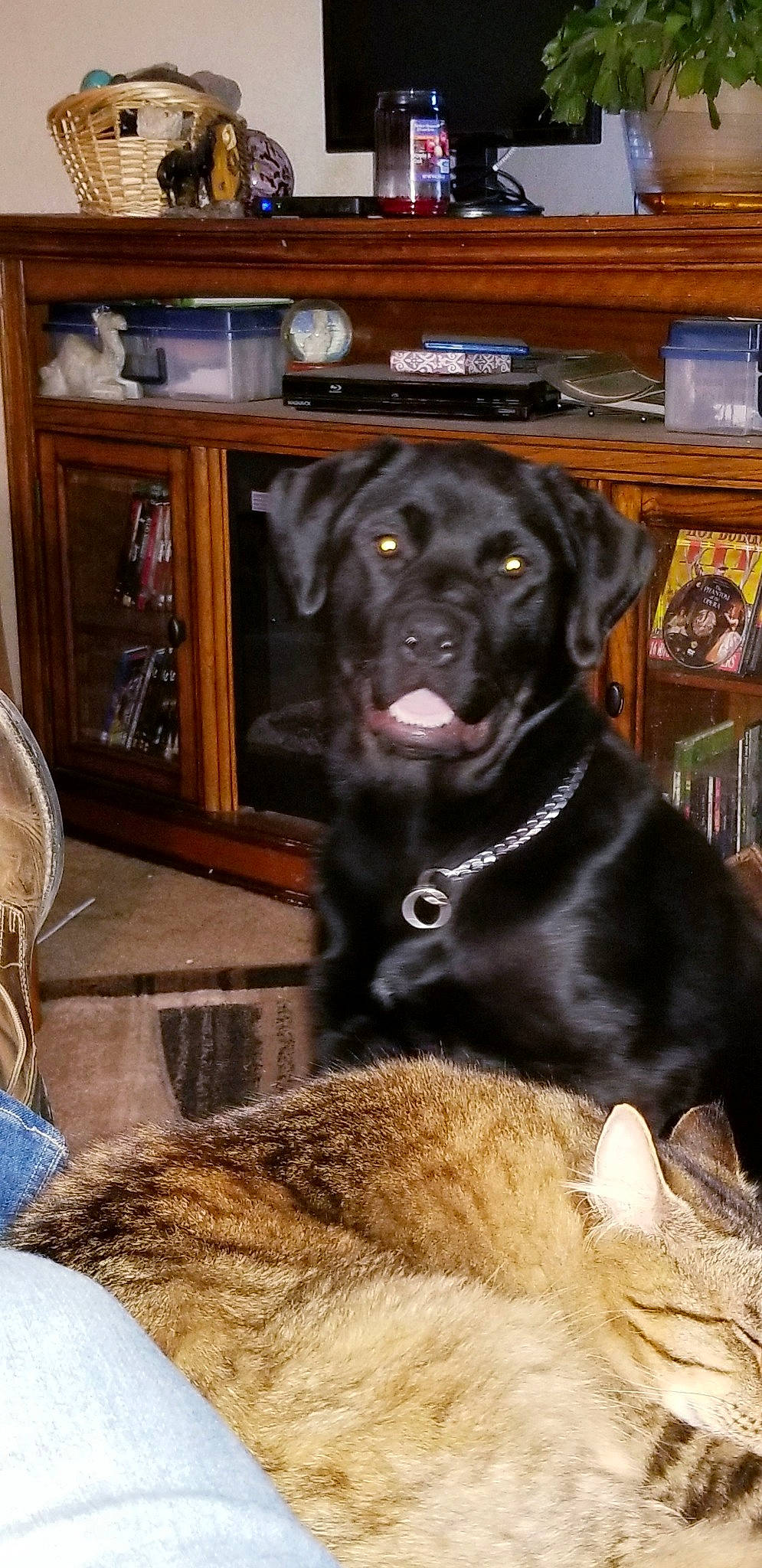 Kalli joined the competition — help win amazing prizes! borador, canidae, carnivore, companion_dog, dog, dog_breed, fawn, labrador_retriever, mammal, patterdale_terrier, puppy, retriever, snout, sporting_group