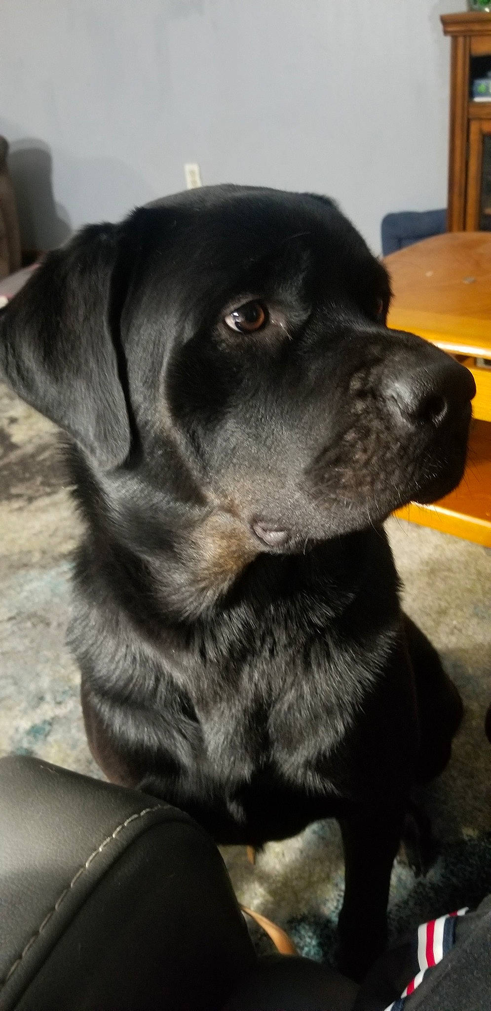 Kalli is registered to the contest to win money with this photo: beagador, borador, cane_corso, canidae, carnivore, companion_dog, dog, dog_breed, labrador_retriever, mammal, nose, patterdale_terrier, puppy, retriever, snout, sporting_group, vertebrate, whiskers