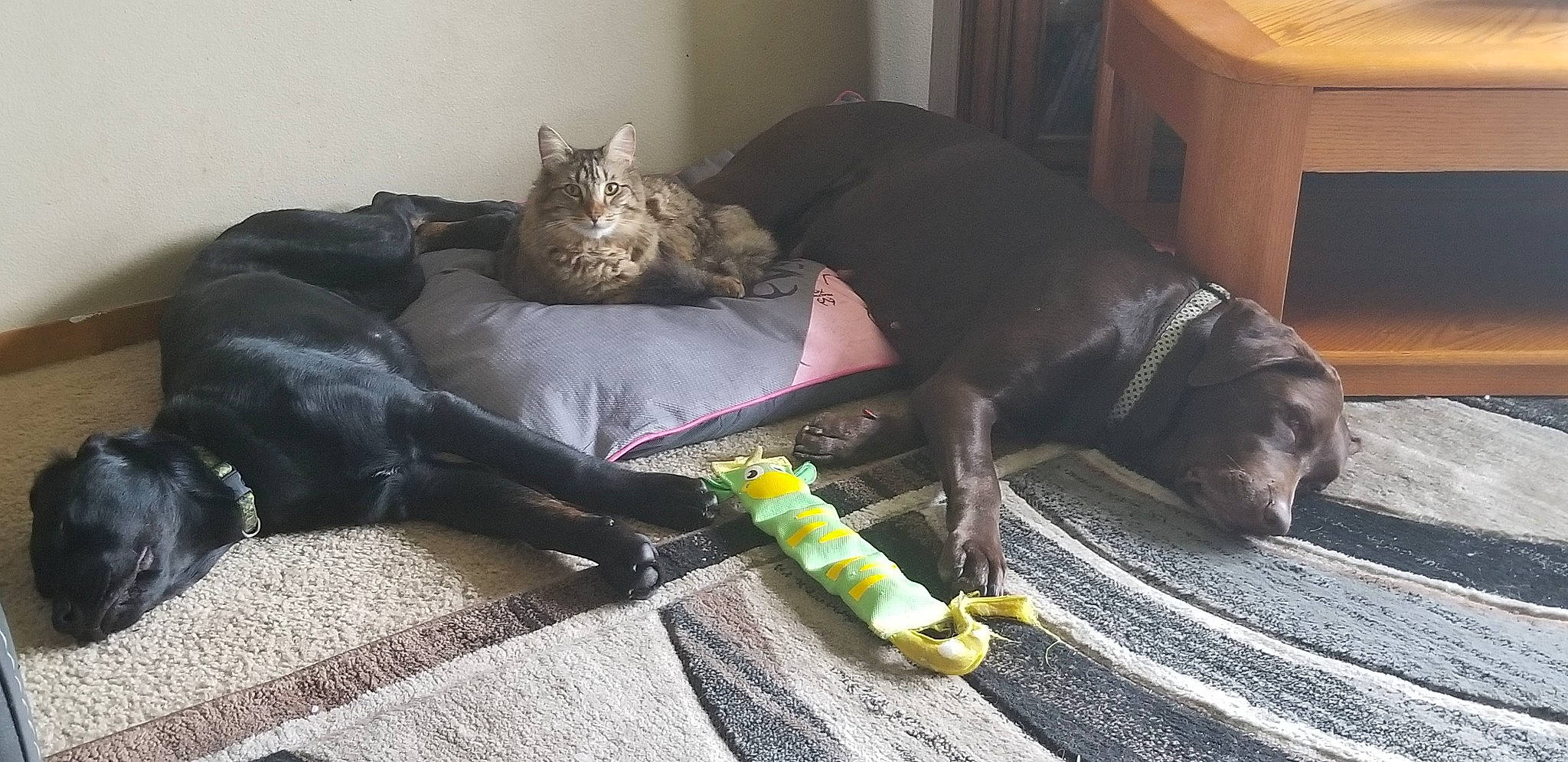 Jake is registered to the contest to win money with this photo: canidae, carnivore, cat, dog, dog_breed, floor, great_dane, guard_dog, labrador_retriever, sporting_group, tail