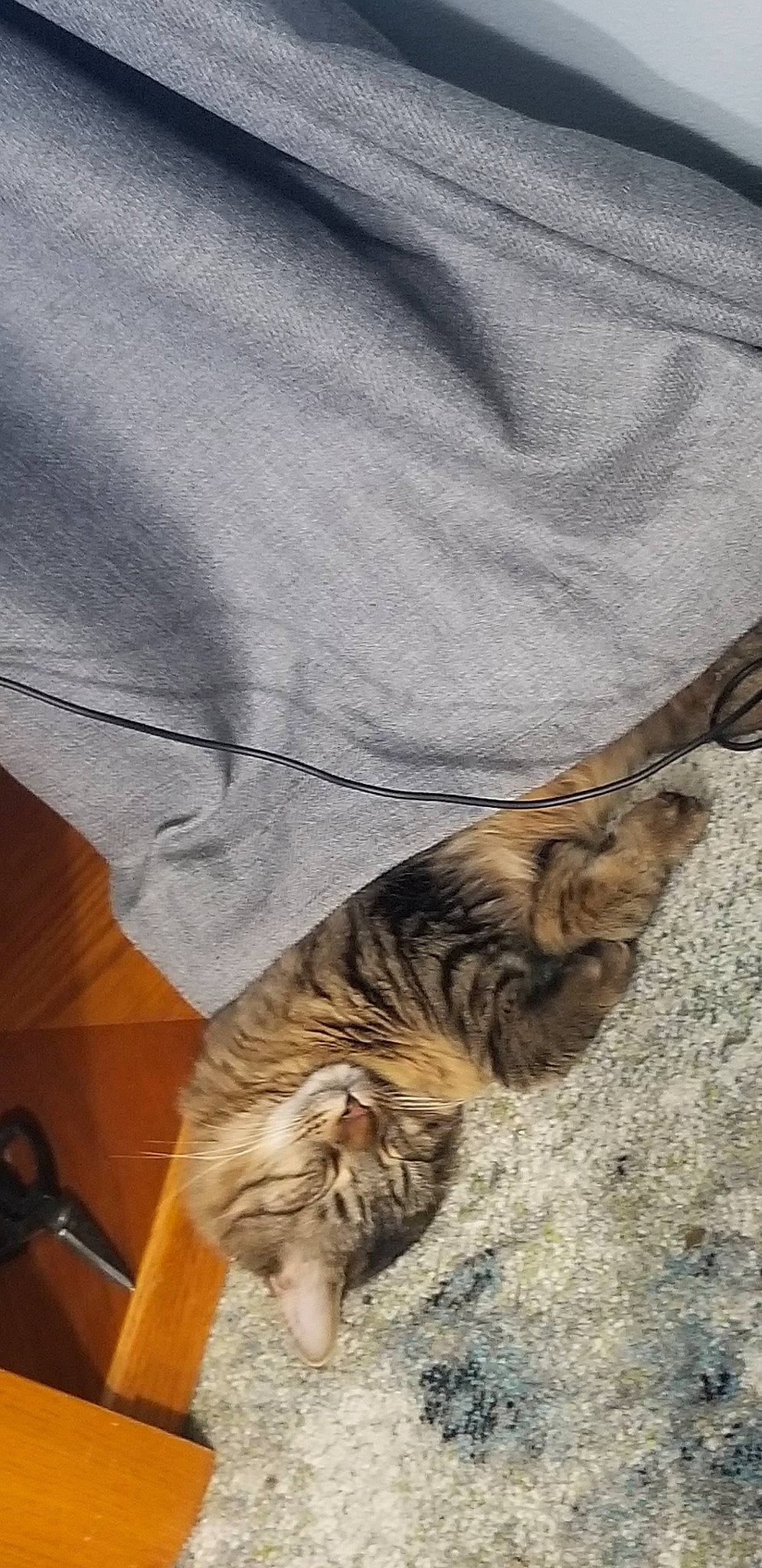 Jake joined the competition — help win amazing prizes! american_shorthair, bengal, california_spangled, carnivore, cat, domestic_short_haired_cat, dragon_li, european_shorthair, felidae, fur, kitten, mammal, ocicat, pixie_bob, small_to_medium_sized_cats, sokoke, tabby_cat, tail, toyger, whiskers