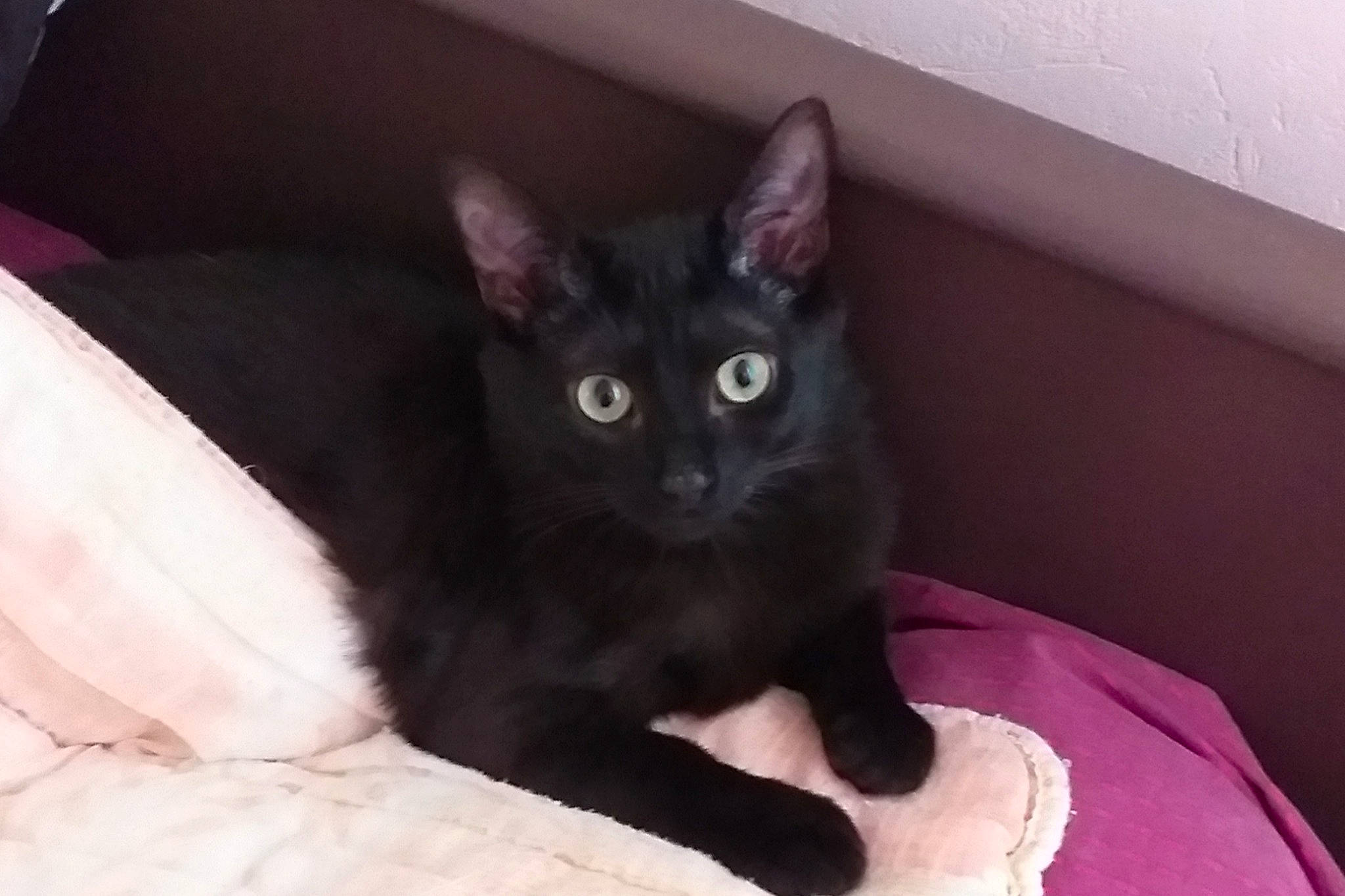 Thao participe au concours pour gagner de l'argent avec cette photo : asian, black_cat, bombay, burmese, carnivore, cat, domestic_short_haired_cat, eye, felidae, german_rex, havana_brown, kitten, korat, mammal, oriental_shorthair, polydactyl_cat, small_to_medium_sized_cats, snout, vertebrate, whiskers