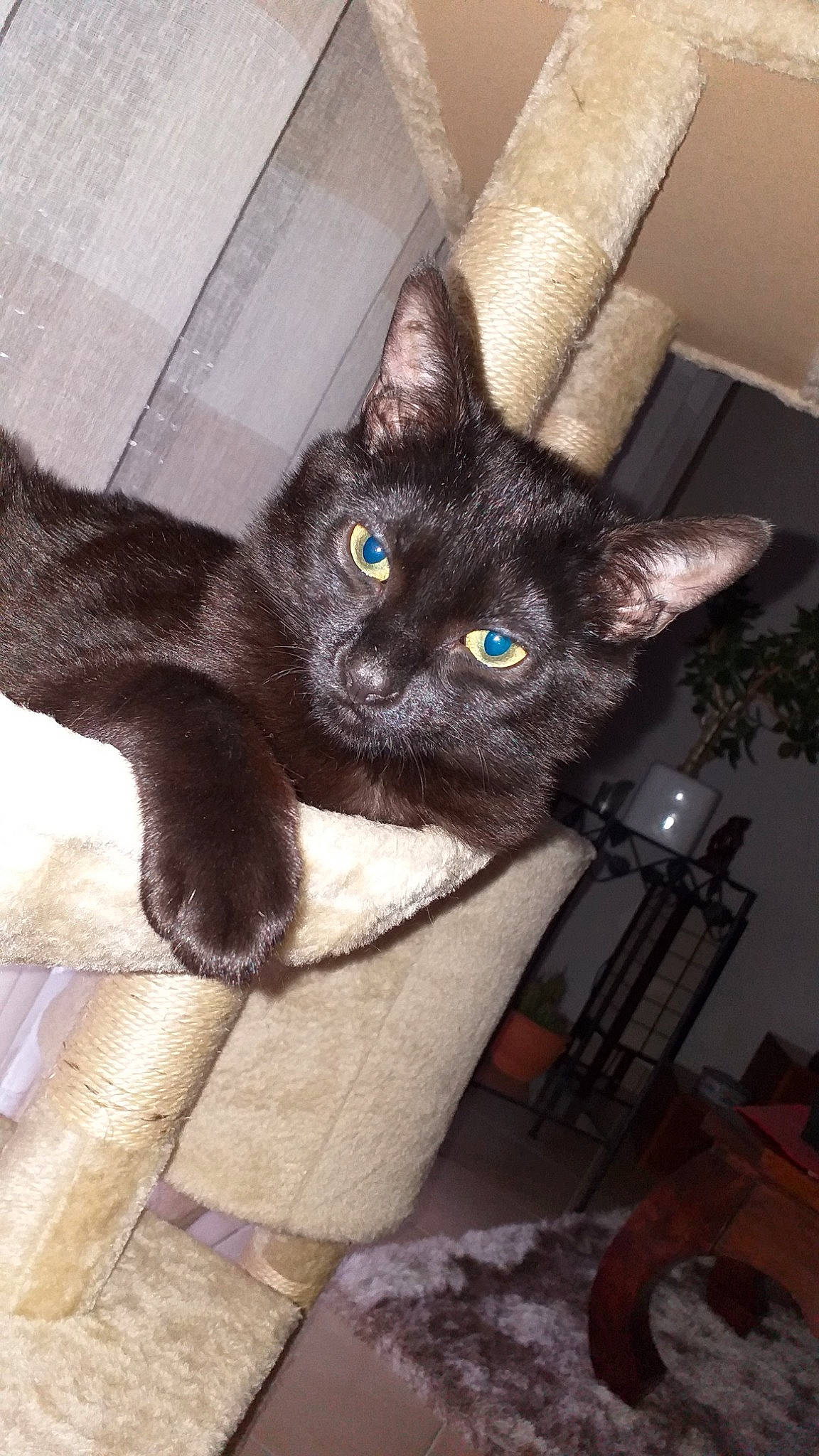 Thao a rejoint le concours — aidez-le/la à gagner de superbes lots ! asian, black_cat, british_shorthair, burmese, carnivore, cat, domestic_short_haired_cat, fawn, felidae, german_rex, havana_brown, kitten, korat, mammal, ojos_azules, small_to_medium_sized_cats, thai, tonkinese, vertebrate, whiskers