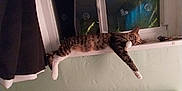 Ginger is registered to the contest to win money with this photo: cat, tabby, windowsill, sleeping, indoor, curtain, window, pet, animal, relaxed, feline, paw, striped, resting, house, night, reflection, domestic, cozy, quiet
