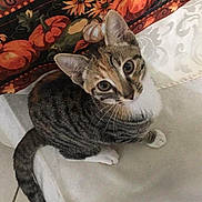 Ginger is registered to the contest to win money with this photo: cat, tabby, animal, pet, curious, indoor, autumn, pumpkin, flower, fabric, white, floor, cute, looking_up, striped, whiskers, ears, tail, sitting, domestic_cat