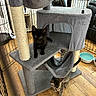 kitten, cat_tree, black_cat, tabby_cat, pet_bowl, wood_floor, indoor, furniture, playpen, curious, animal, pet, multi_level, gray, scratching_post, hammock, flooring, young, exploring, domestic_cat