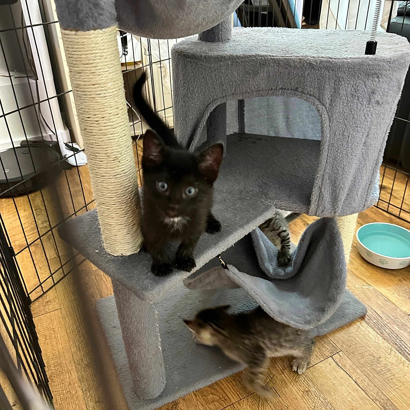 Cookie is registered to the contest to win money with this photo: kitten, cat_tree, black_kitten, striped_kitten, indoor, wooden_floor, pet_bowl, fence, playful, pet, animal, scratching_post, hammock, curious, young_cat, grey_cat_tree, multiple_kittens, home, floor, cage