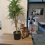 Apple participe au concours pour gagner de l'argent avec cette photo : cat, bengal_cat, plant, potted_plant, wooden_cabinet, indoor, living_room, cat_tree, furniture, floor_lamp, mirror, door, keys, couch, table, toy, curtain, flooring, pet, domestic_animal