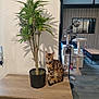 cat, bengal_cat, plant, potted_plant, wooden_cabinet, indoor, living_room, cat_tree, furniture, floor_lamp, mirror, door, keys, couch, table, toy, curtain, flooring, pet, domestic_animal