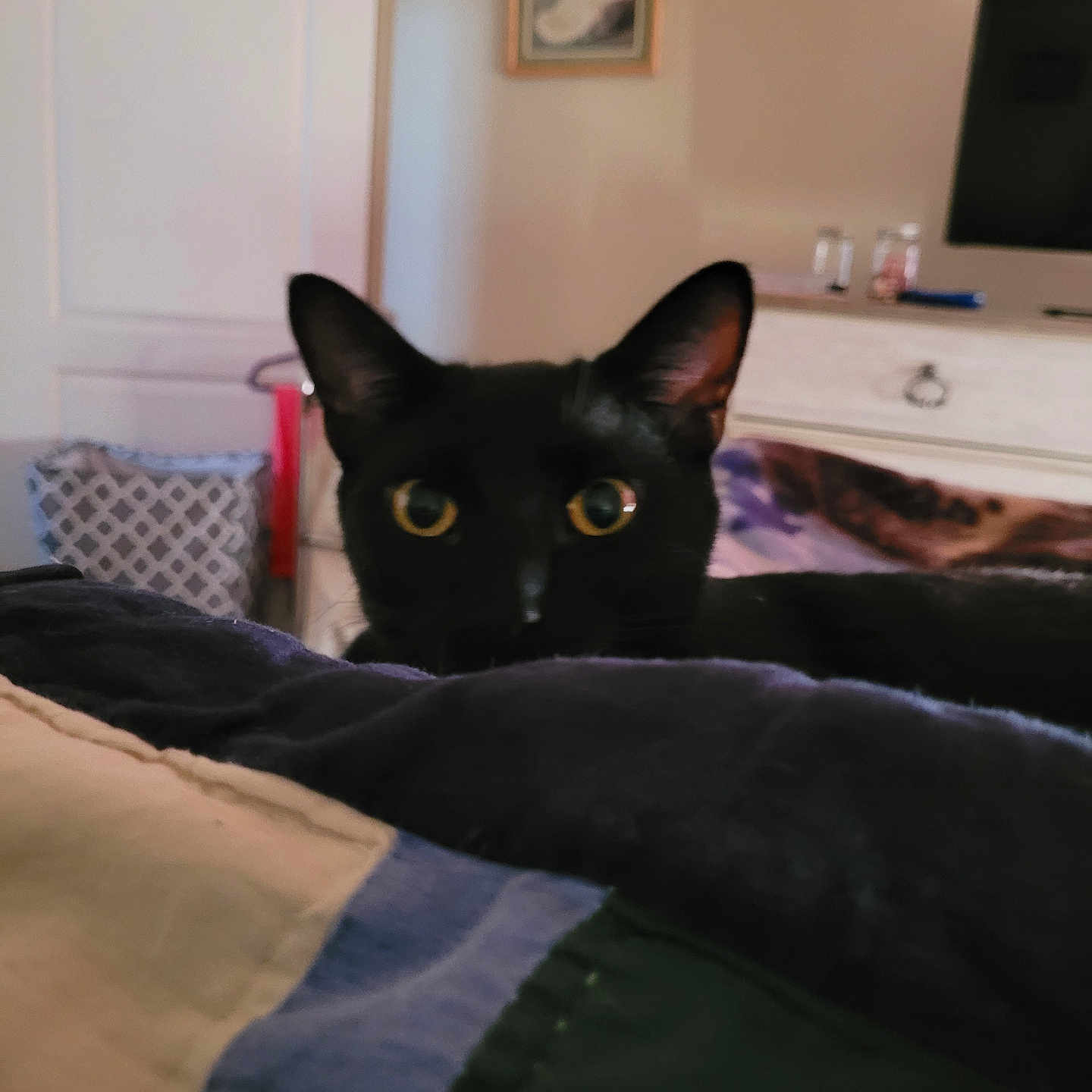 Batman is registered to the contest to win money with this photo: animal, art, bed, bedroom, blackcat, cat, computerhardware, couch, electronics, furniture, hardware, indoors, interiordesign, monitor, painting, person, pet, room, screen, tv