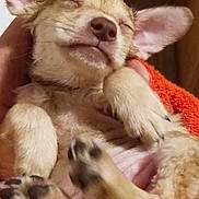 Aspen joined the competition — help win amazing prizes! canidae, carnivore, companion_dog, dog, dog_breed, dog_supply, ear, fawn, fur, livestock, meat, paw, snout, sporting_group, suidae, terrestrial_animal, texas_heeler, whiskers, working_animal