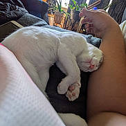 Runt joined the competition — help win amazing prizes! cat, white_cat, sleeping, curled_up, paw, person, arm, blanket, indoor, lamp, window, plant, curtain, couch, cozy, relaxation, home, comfort, furniture, rest