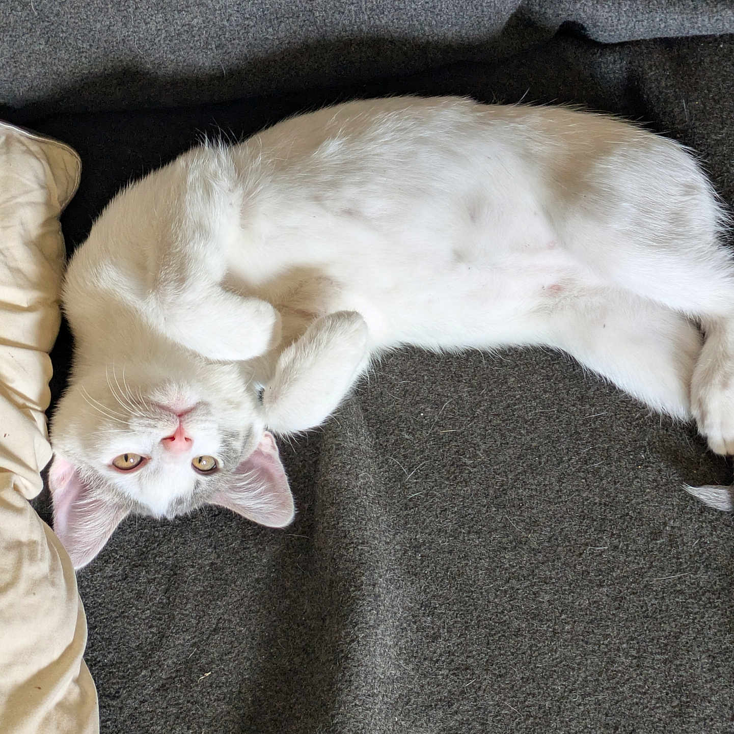 Runt is registered to the contest to win money with this photo: cat, kitten, white_cat, lying_down, upside_down, curious, paws, fur, blanket, texture, cozy, indoor, pet, animal, cute, relaxed, resting, face, whiskers, ears