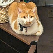 Orangie joined the competition — help win amazing prizes! bell, cat, collar, cute, domestic_animal, fur, furniture, ginger_cat, home, household_object, indoor, loaf_pose, orange_tabby, pet, portrait, sitting, whiskers, wicker_basket, wooden_table, yellow_eyes