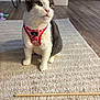 Millie is registered to the contest to win money with this photo: cat, pet, indoor, harness, curious, floor, rug, toy, wooden_stick, feline, animal, domestic, cozy, home, attention, sitting, whiskers, ears, pink, white