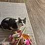 Millie joined the competition — help win amazing prizes! cat, toy, rug, floor, indoor, wood_floor, curious, playful, pet, stuffed_animal, pink_feather, stick_toy, plush, domestic_cat, white_and_gray, wide_eyes, feline, home, pet_toys, carpet
