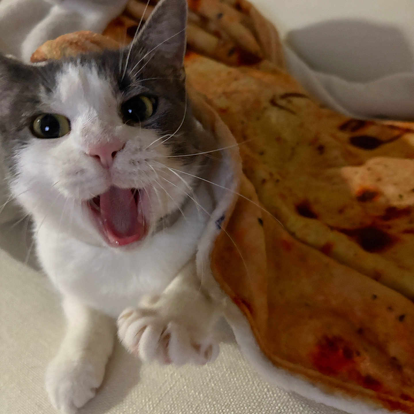 Millie is registered to the contest to win money with this photo: animal, blanket, cat, comfort, couch, cozy, cute, feline, fur, gray, home, indoor, mouth_open, pet, playful, resting, sitting, soft, whiskers, white