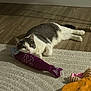 cat, gray_and_white, toy, fish_shaped_toy, plush_toy, carpet, floor, indoor, pet, feline, resting, curious, animal, domestic, cute, playful, soft_light, relaxed, whiskers, ears