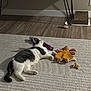 cat, indoor, carpet, plush_toy, relaxed, lounging, gray_and_white, wooden_floor, scratching_post, furniture, board_games, monopoly, cards_against_humanity, toy, pet, home, cozy, looking_up, floor, shadow