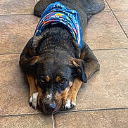 Whiskey is registered to the contest to win money with this photo: animal, bandana, black, brown, cables, casual, companion, cute, dog, ears, floor, indoor, looking_at_camera, lying_down, mop, pet, relaxed, snout, tile_floor, white_paws