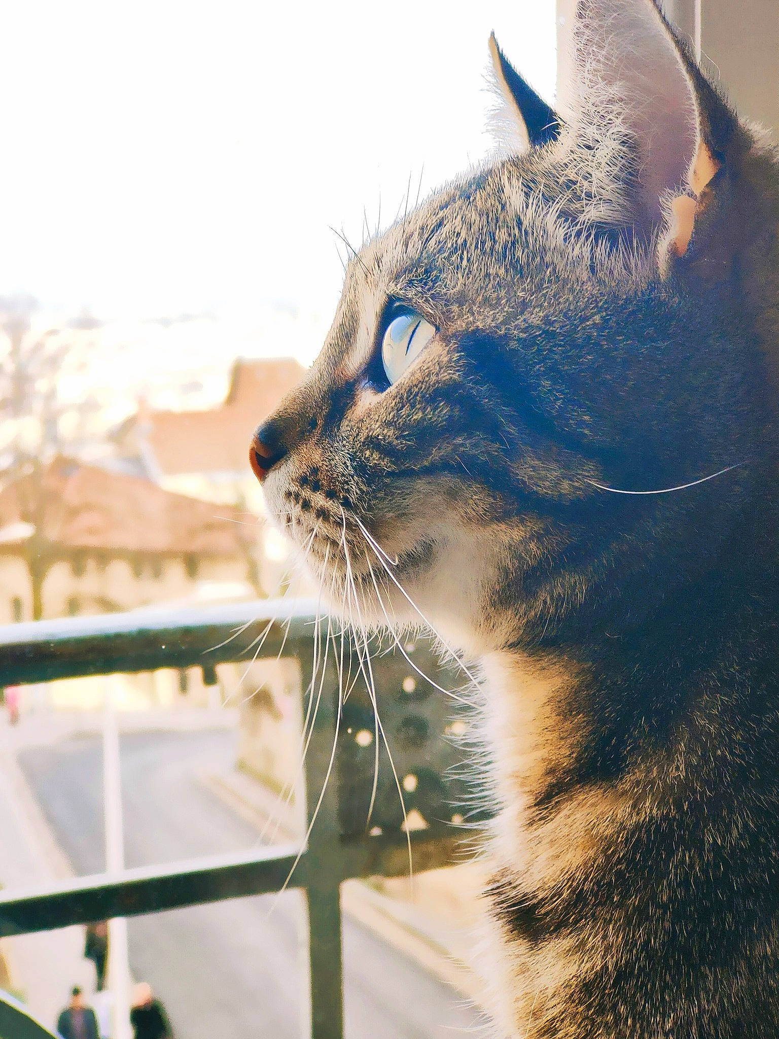 Caliméro participe au concours pour gagner de l'argent avec cette photo : birman, carnivore, cat, domestic_short_haired_cat, electric_blue, eye, fawn, felidae, fence, fur, grass, mammal, sitting, sky, small_to_medium_sized_cats, snout, tree, whiskers, window