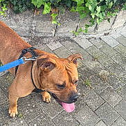 Jax a rejoint le concours — aidez-le/la à gagner de superbes lots ! animal, brown_dog, canine, collar, daylight, dog, ears, fur, green_leaves, happy, ivy, leash, nature, outdoor, pavement, pet, sidewalk, tongue_out, walking, wall