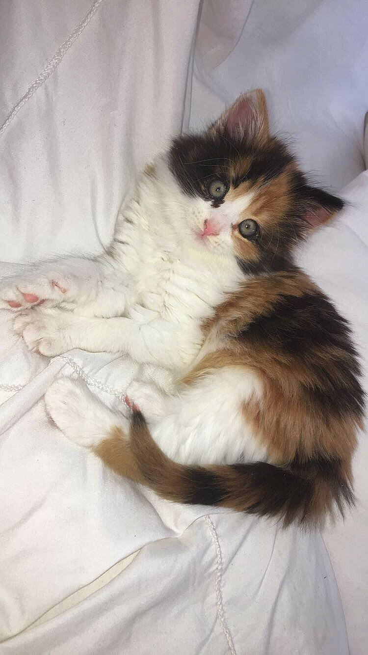 Noushka participe au concours pour gagner de l'argent avec cette photo : american_curl, asian_semi_longhair, british_longhair, british_semi_longhair, carnivore, cat, domestic_long_haired_cat, fawn, felidae, fur, kitten, mammal, norwegian_forest_cat, persian, ragamuffin, siberian, small_to_medium_sized_cats, tail, whiskers