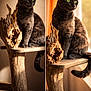 cat, feline, pet, green_eyes, wooden_perch, driftwood, cat_tree, indoor, portrait, diptych, split_image, whiskers, grey_fur, sitting, paws, tail, sunlight, window, cozy, texture