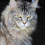Romy a rejoint le concours — aidez-le/la à gagner de superbes lots ! cat, maine_coon, feline, pet, close_up, portrait, green_eyes, whiskers, long_fur, fluffy, ears, muzzle, fur, staring, domestic_animal, indoor, window_frame, portrait_photography, soft_lighting, detailed