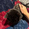 Sasha is registered to the contest to win money with this photo: cat, black_cat, hand, blanket, red_blanket, blue_blanket, gray_blanket, indoor, pet, fur, cozy, comfort, nail_polish, human_hand, texture, closeup, resting, soft, warm, animal