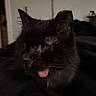 Sasha joined the competition — help win amazing prizes! cat, black_cat, tongue_out, close_up, indoor, pet, animal, feline, dark, fur, whiskers, ears, nose, face, cute, cozy, shadow, soft_light, quiet, relaxed