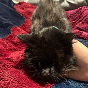 Sasha is registered to the contest to win money with this photo: black_kitten, cat, kitten, pet, animal, furry, whiskers, hand, blanket, red_blanket, blue_blanket, soft_texture, indoor, close_up, resting, cute, feline, domestic_animal, cozy, sleepy