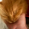 Simba is registered to the contest to win money with this photo: cat, ginger_cat, close_up, blurry, whiskers, fur, hand, pet, animal, indoor, soft, warm_colors, gentle, cute, feline, face, touch, comfort, domestic, friendly