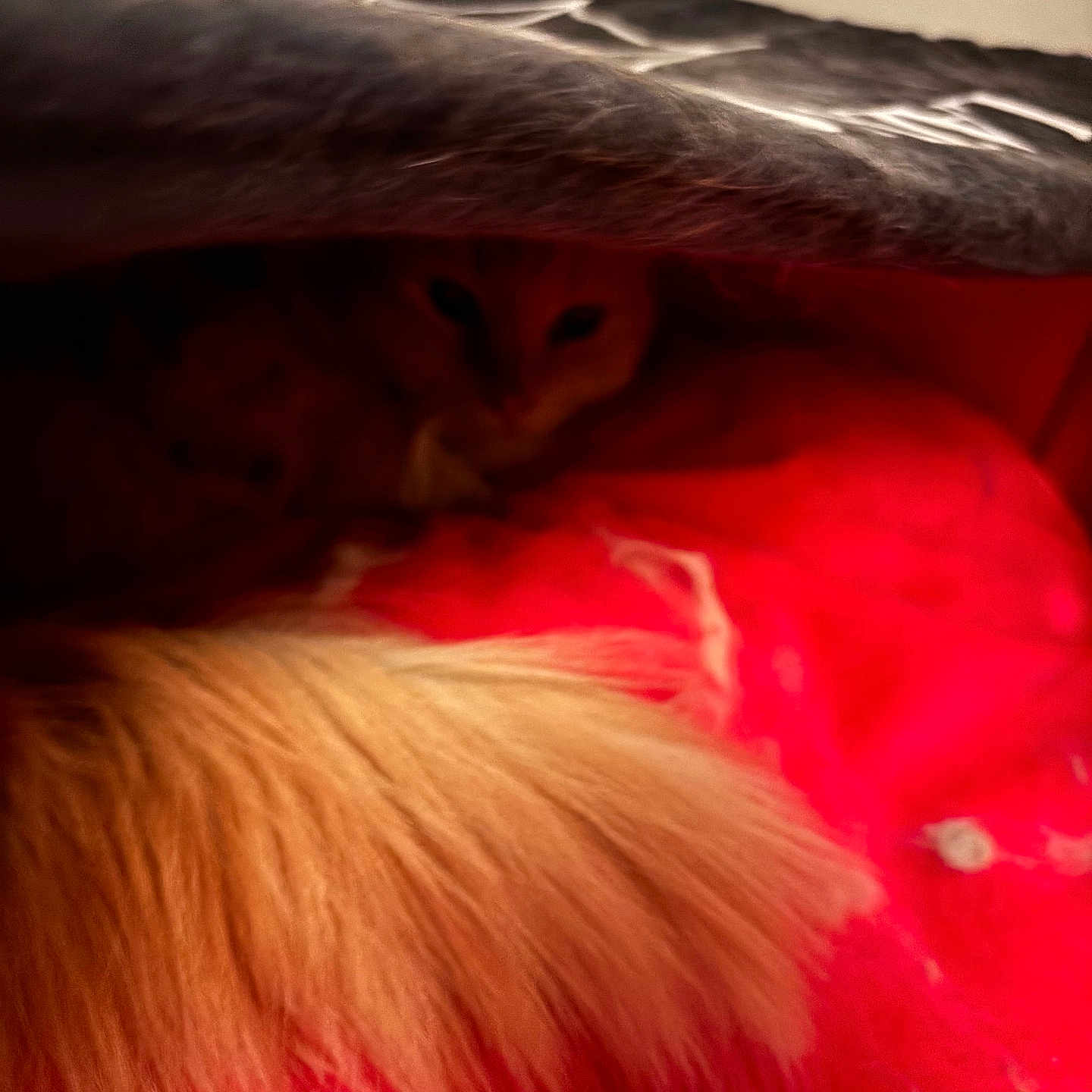 Simba