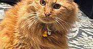 Simba is registered to the contest to win money with this photo: cat, orange_cat, fluffy, pet, indoor, carpet, collar, bell, furniture, rock, whiskers, ears, fur, closeup, animal, mammal, cute, domestic_animal, sitting, portrait