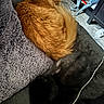 Simba is registered to the contest to win money with this photo: cat, orange_cat, black_cat, sleeping, curled_up, fur, cozy, blanket, cushion, indoor, pet, animal, resting, tail, floor, household, soft_texture, relaxing, companion, quiet