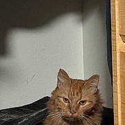 Simba joined the competition — help win amazing prizes! cat, orange_cat, fluffy, indoor, shadow, wall, wooden_furniture, pet, animal, fur, portrait, cozy, resting, looking, face, ears, whiskers, corner, light, expression