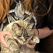 Beanie is registered to the contest to win money with this photo: cat, person, hands, long_hair, black_tshirt, graphic_tee, indoor, feline, pet, fur, whiskers, claws, close_up, casual, holding, relaxed, light_brown, striped, domestic_cat, comfort