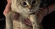 Beanie is registered to the contest to win money with this photo: animal, cat, close_up, cute, domestic_animal, ears, feline, fluffy, fur, graphic_design, hands, holding, indoor, looking, mammal, person, pet, portrait, shirt, whiskers