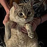 Beanie is registered to the contest to win money with this photo: cat, animal, pet, fluffy, hands, person, shirt, graphic_design, indoor, close_up, cute, feline, whiskers, ears, fur, holding, looking, portrait, domestic_animal, mammal
