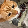 animal, blurred_background, cat, close_up, curious, cute, domestic_cat, ears, eyes, face, feline, floor, fur, household, indoor, muzzle, nose, orange_cat, pet, whiskers